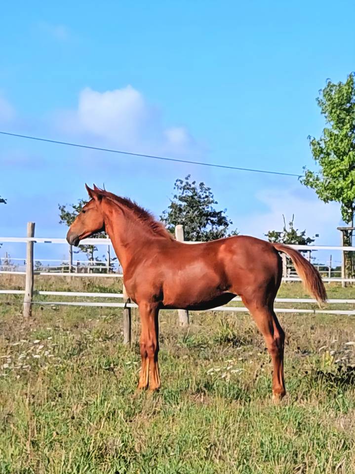 Mare Selle Français For sale 2012 Chesnut