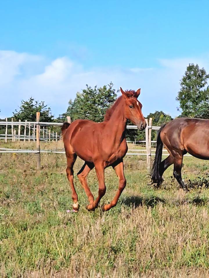 Mare Selle Français For sale 2012 Chesnut