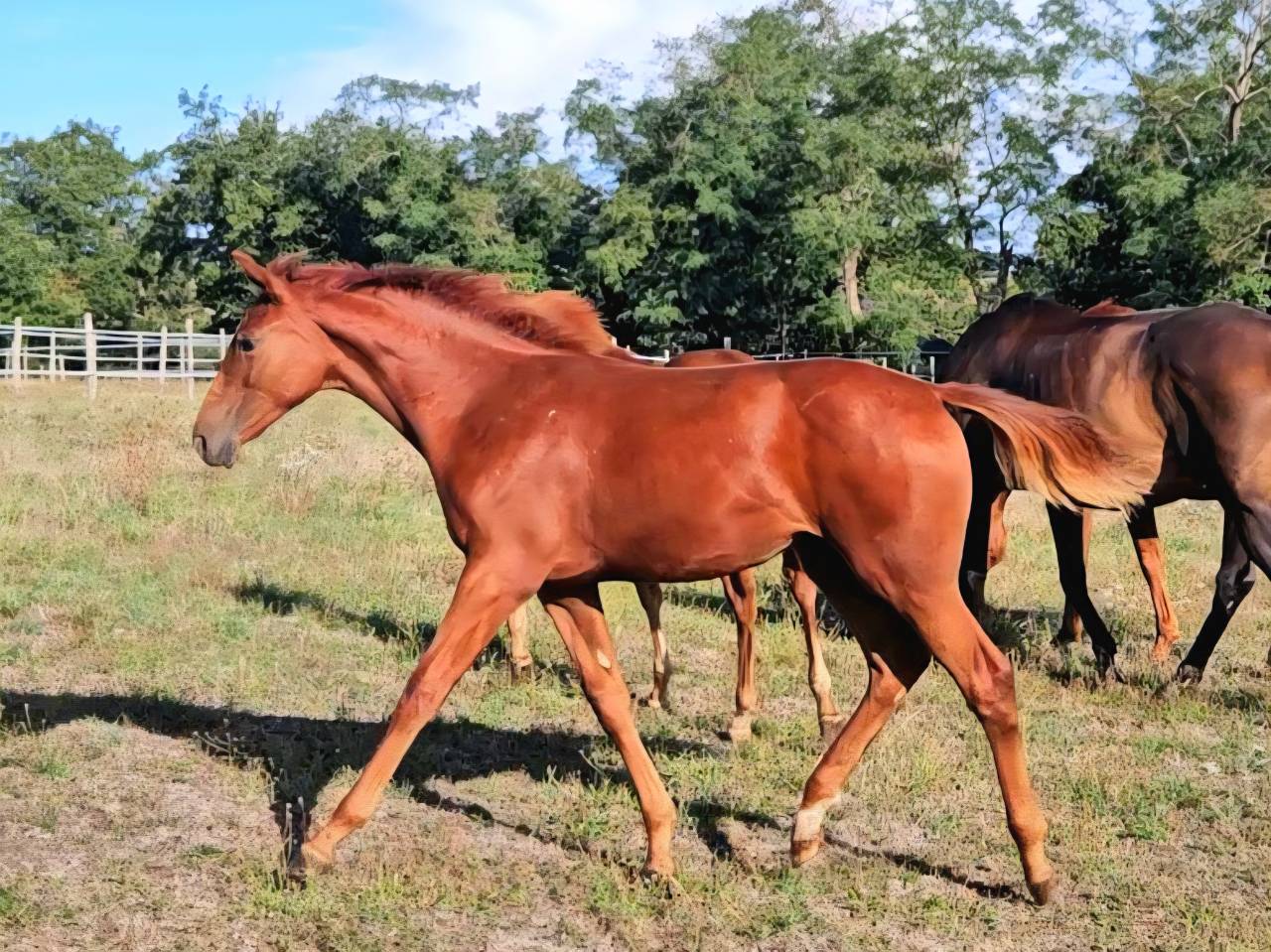 Mare Selle Français For sale 2012 Chesnut