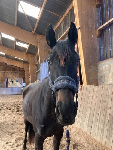 Mare Thoroughbred For sale 2022 Black