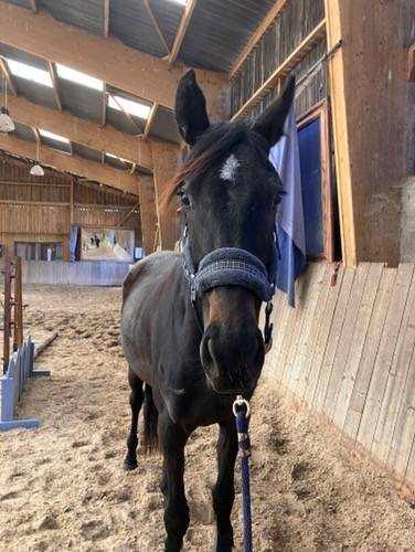 Mare Thoroughbred For sale 2022 Black