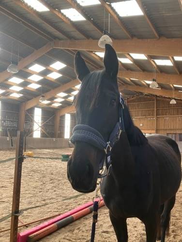 Mare Thoroughbred For sale 2022 Black