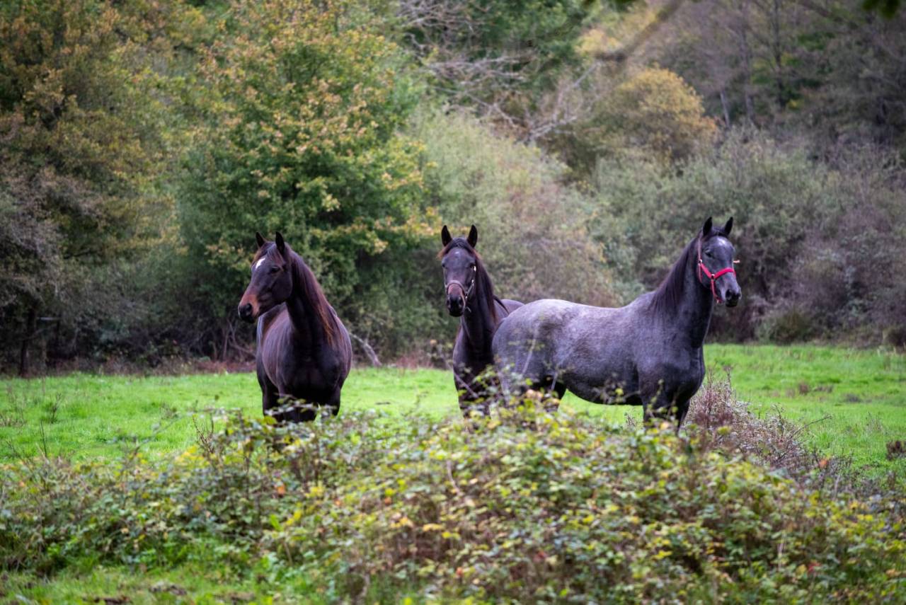 Mare English Thoroughbred For sale 2020 Grey