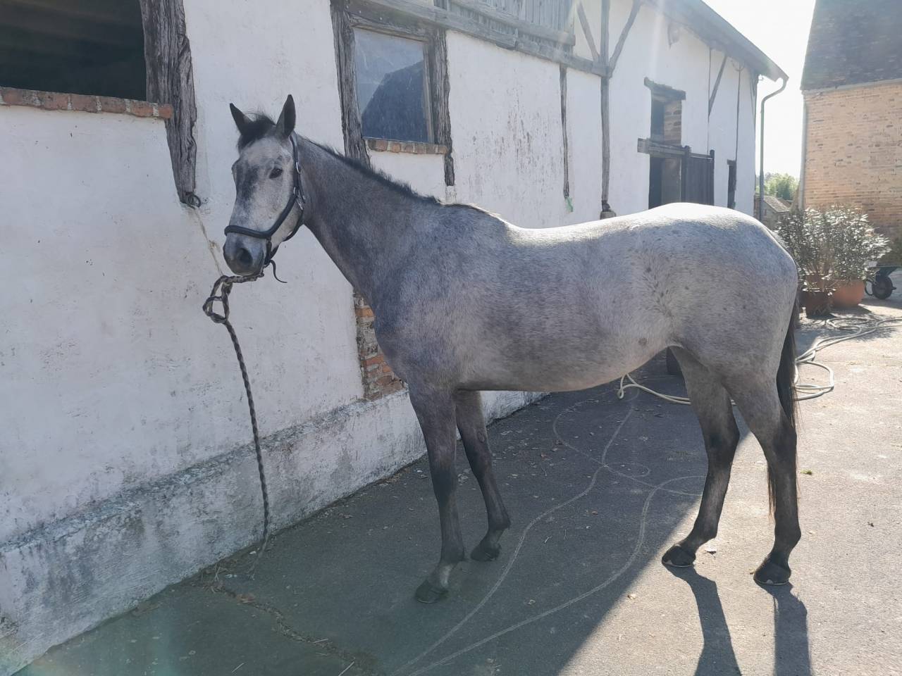 Mare English Thoroughbred For sale 2020 Grey