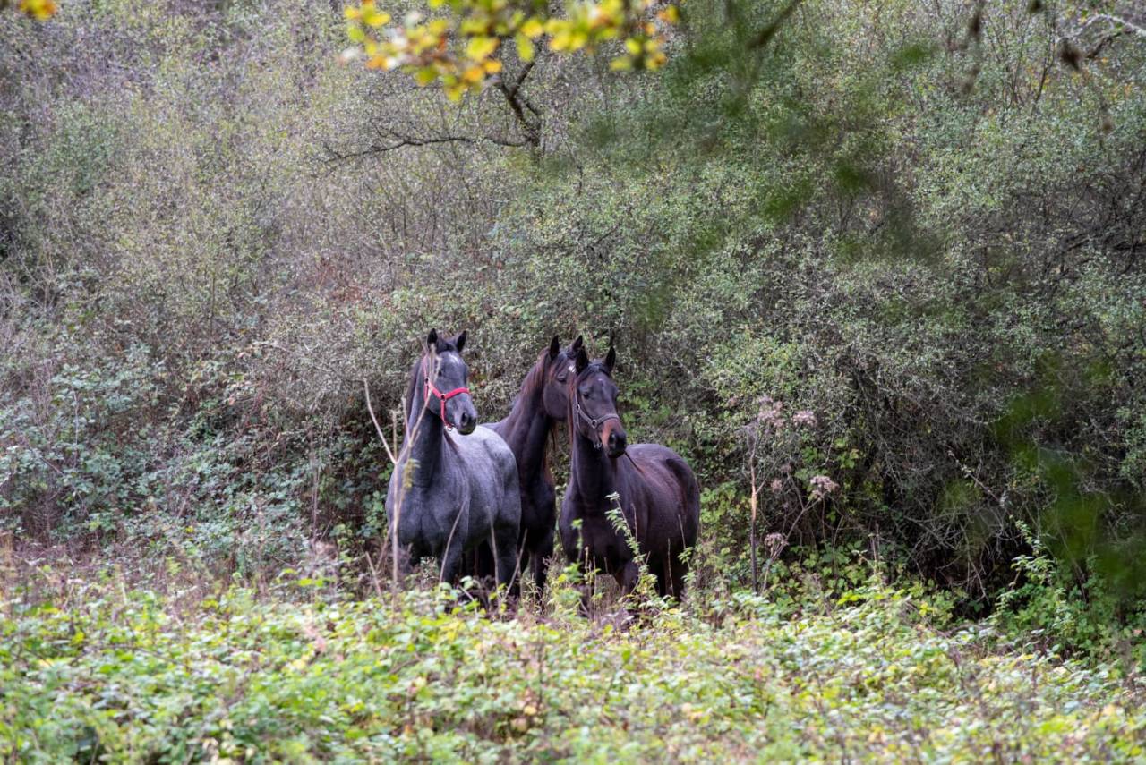 Mare English Thoroughbred For sale 2020 Grey