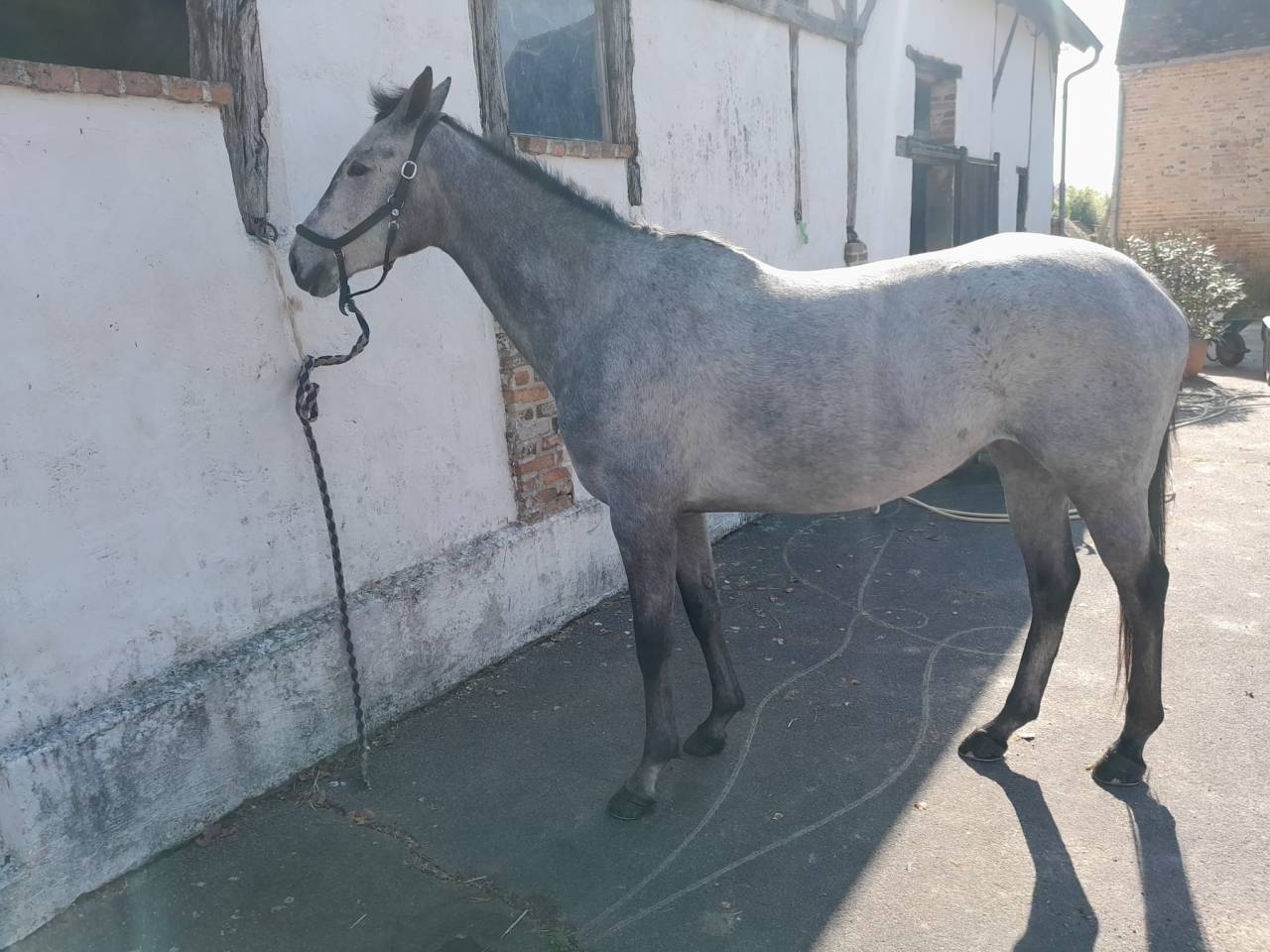 Mare English Thoroughbred For sale 2020 Grey