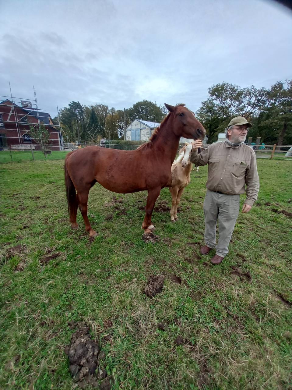 Mare Palomino For sale 2020 Chesnut