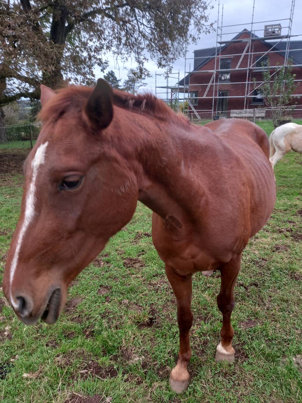 Mare Palomino For sale 2020 Chesnut