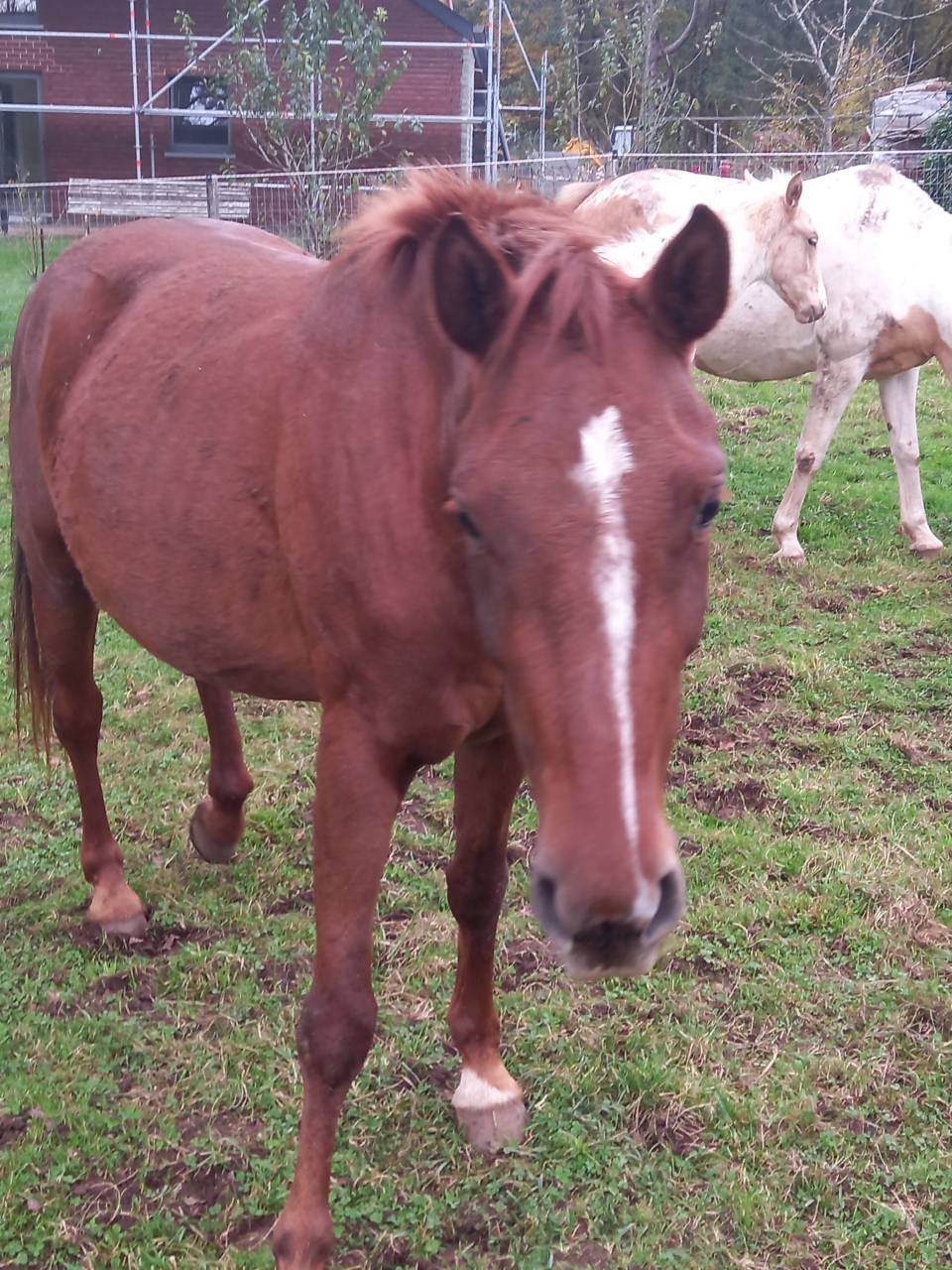 Mare Palomino For sale 2020 Chesnut