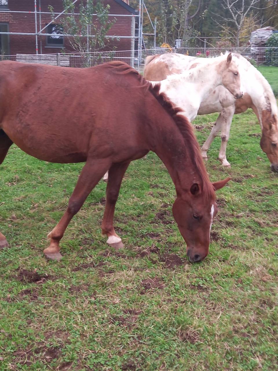 Mare Palomino For sale 2020 Chesnut
