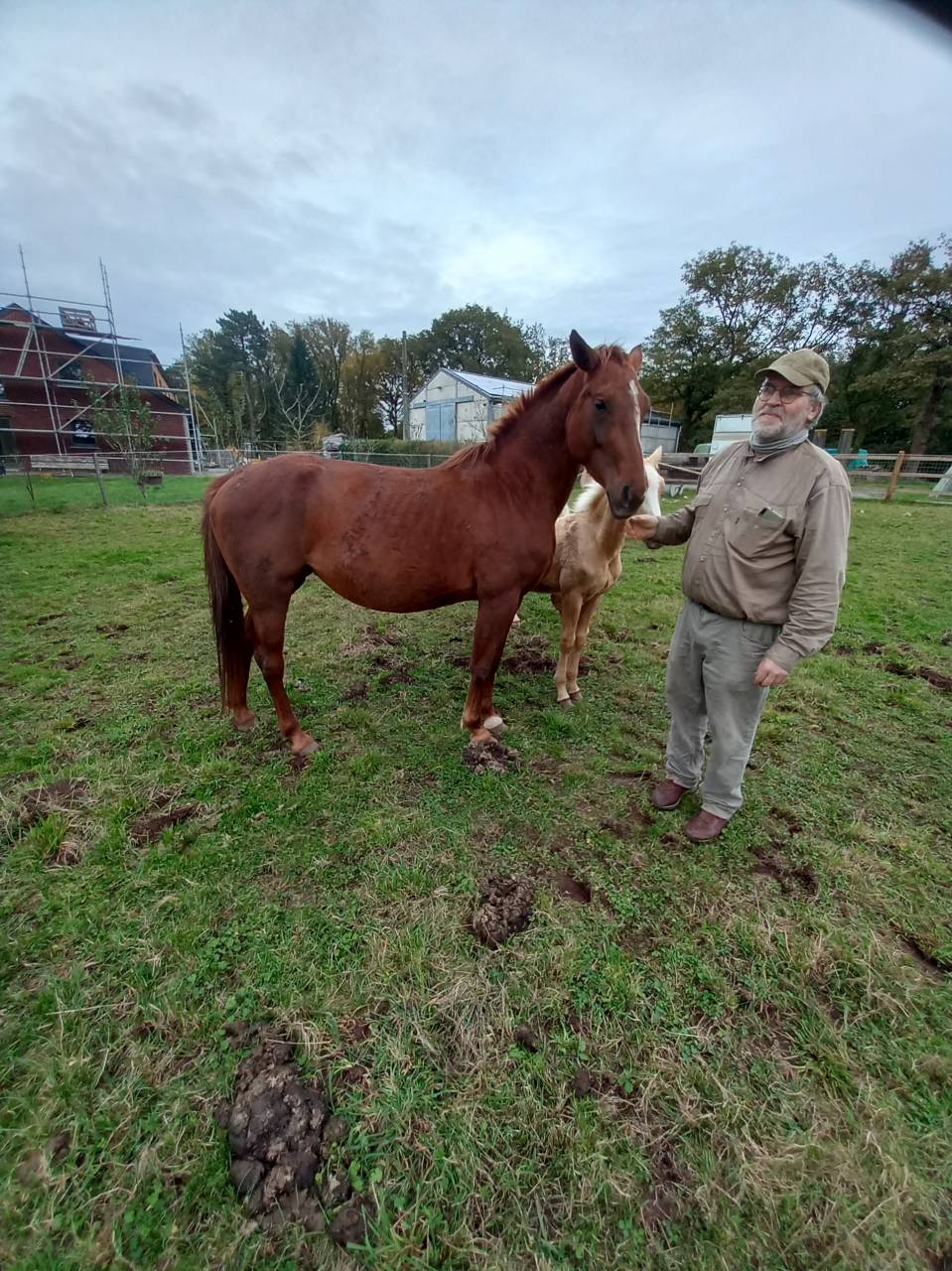 Mare Palomino For sale 2020 Chesnut
