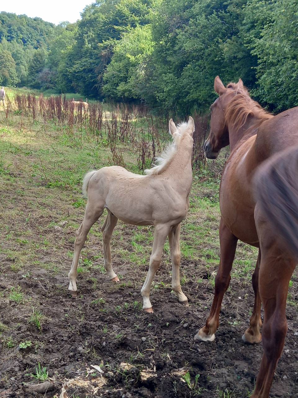 Mare Palomino For sale 2020 Chesnut
