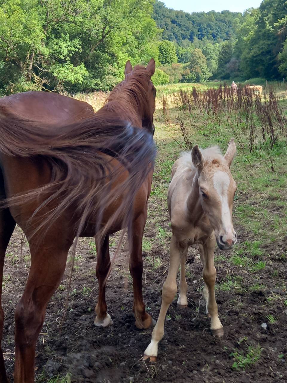 Mare Palomino For sale 2020 Chesnut
