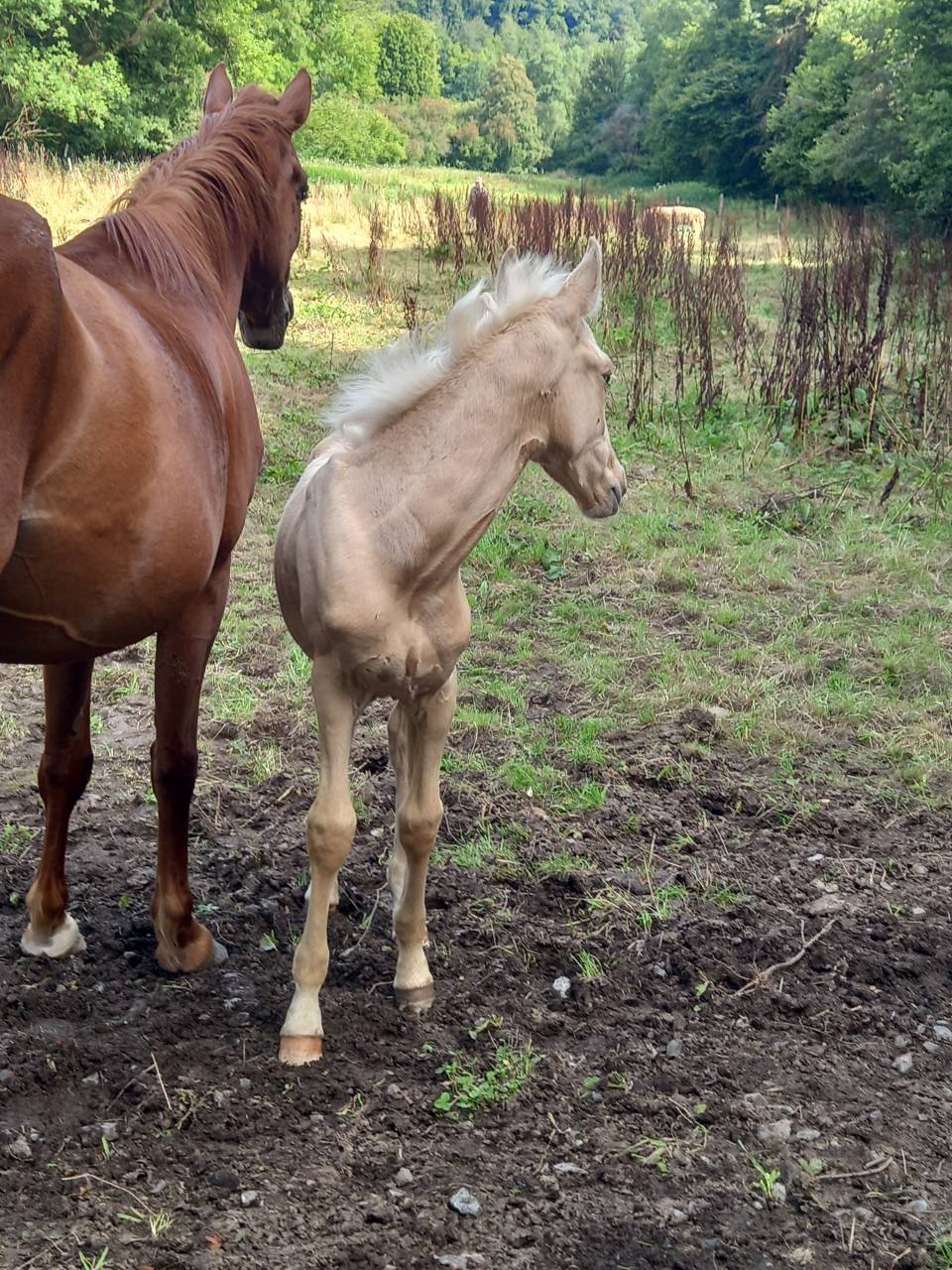 Mare Palomino For sale 2020 Chesnut