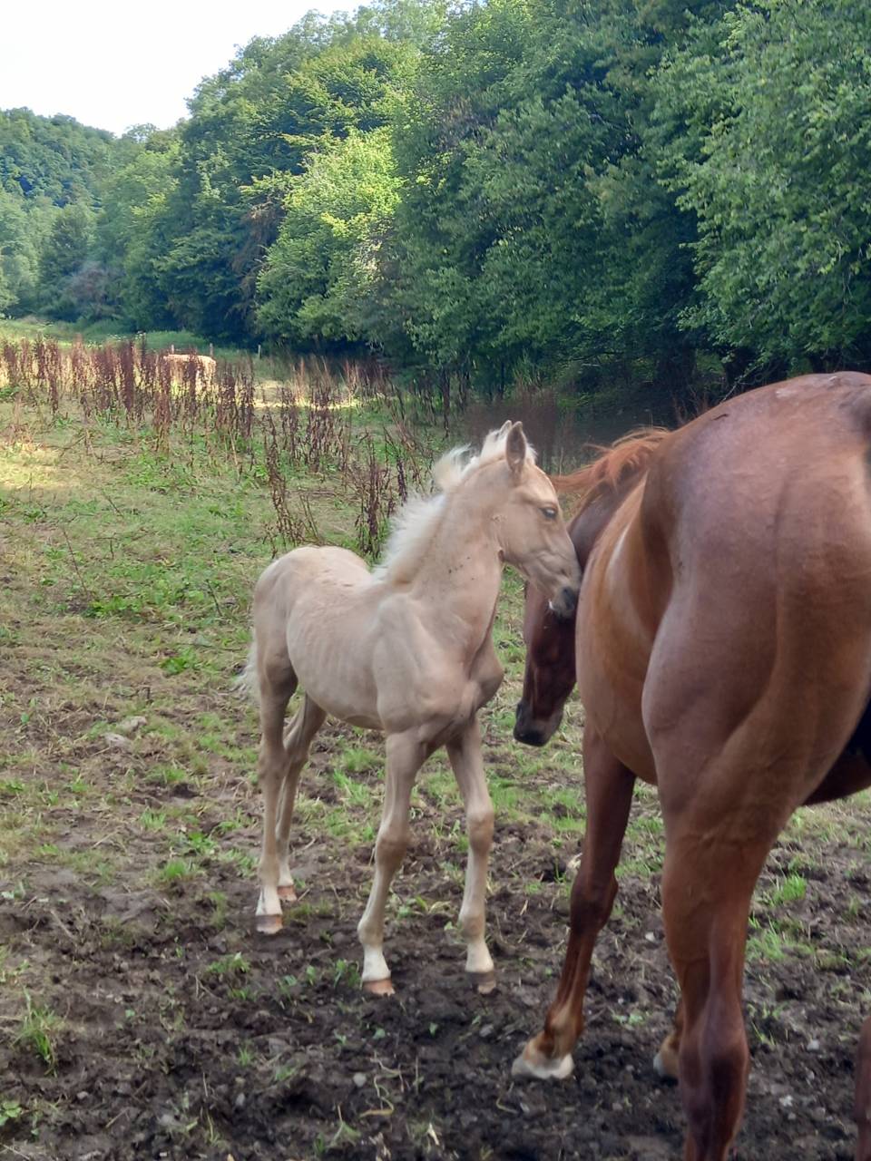 Mare Palomino For sale 2020 Chesnut