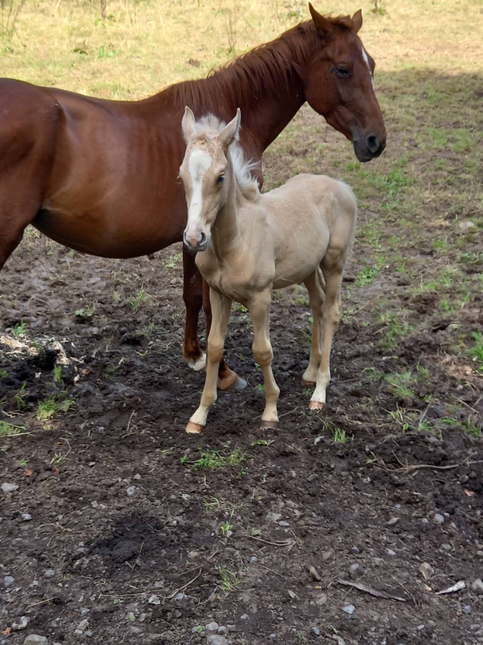 Mare Palomino For sale 2020 Chesnut