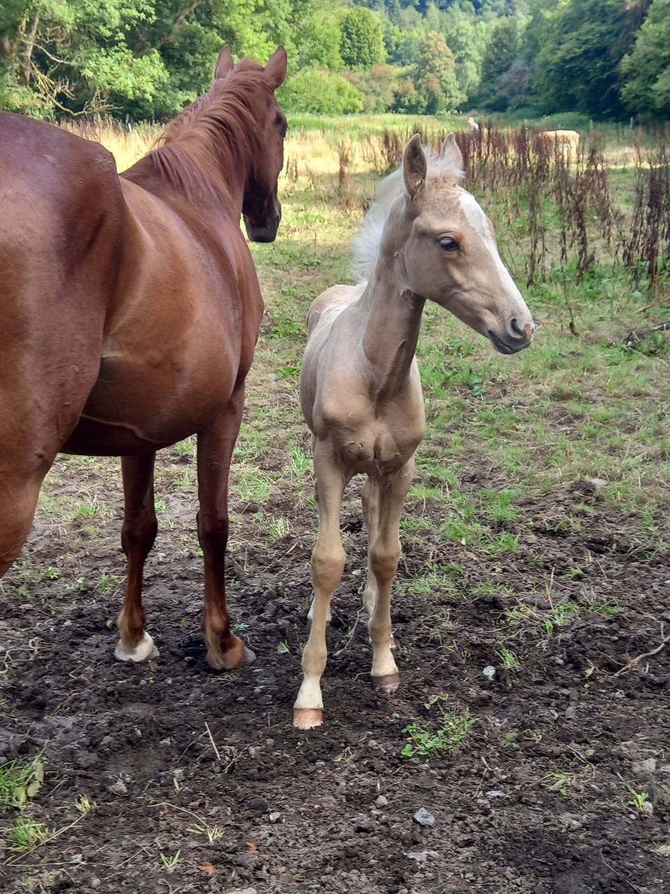 Mare Palomino For sale 2020 Chesnut