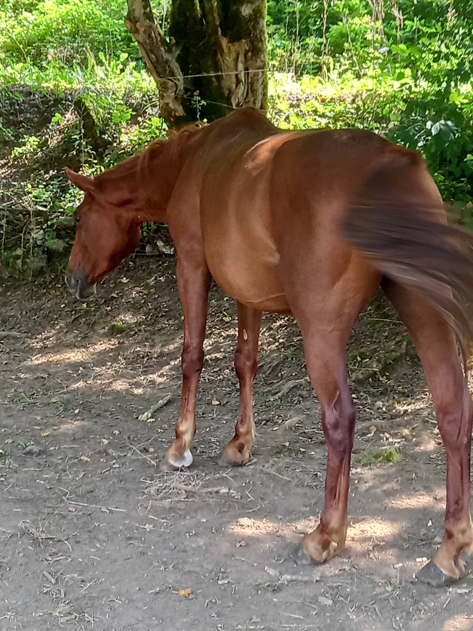 Mare Palomino For sale 2020 Chesnut