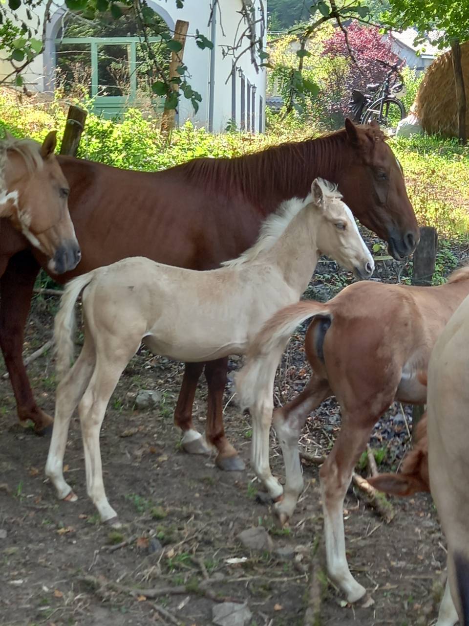 Mare Palomino For sale 2020 Chesnut