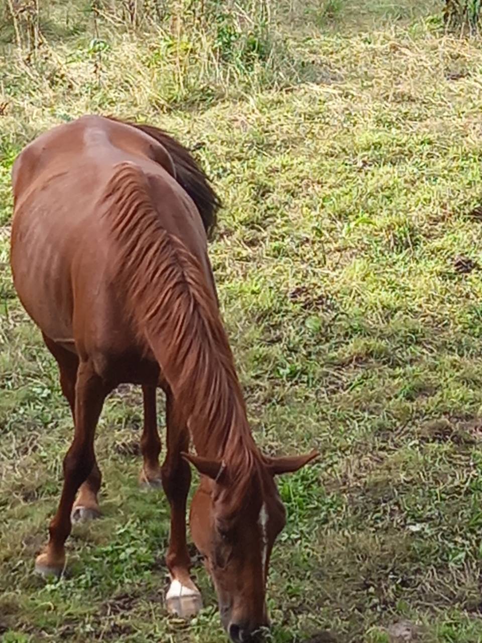Mare Palomino For sale 2020 Chesnut