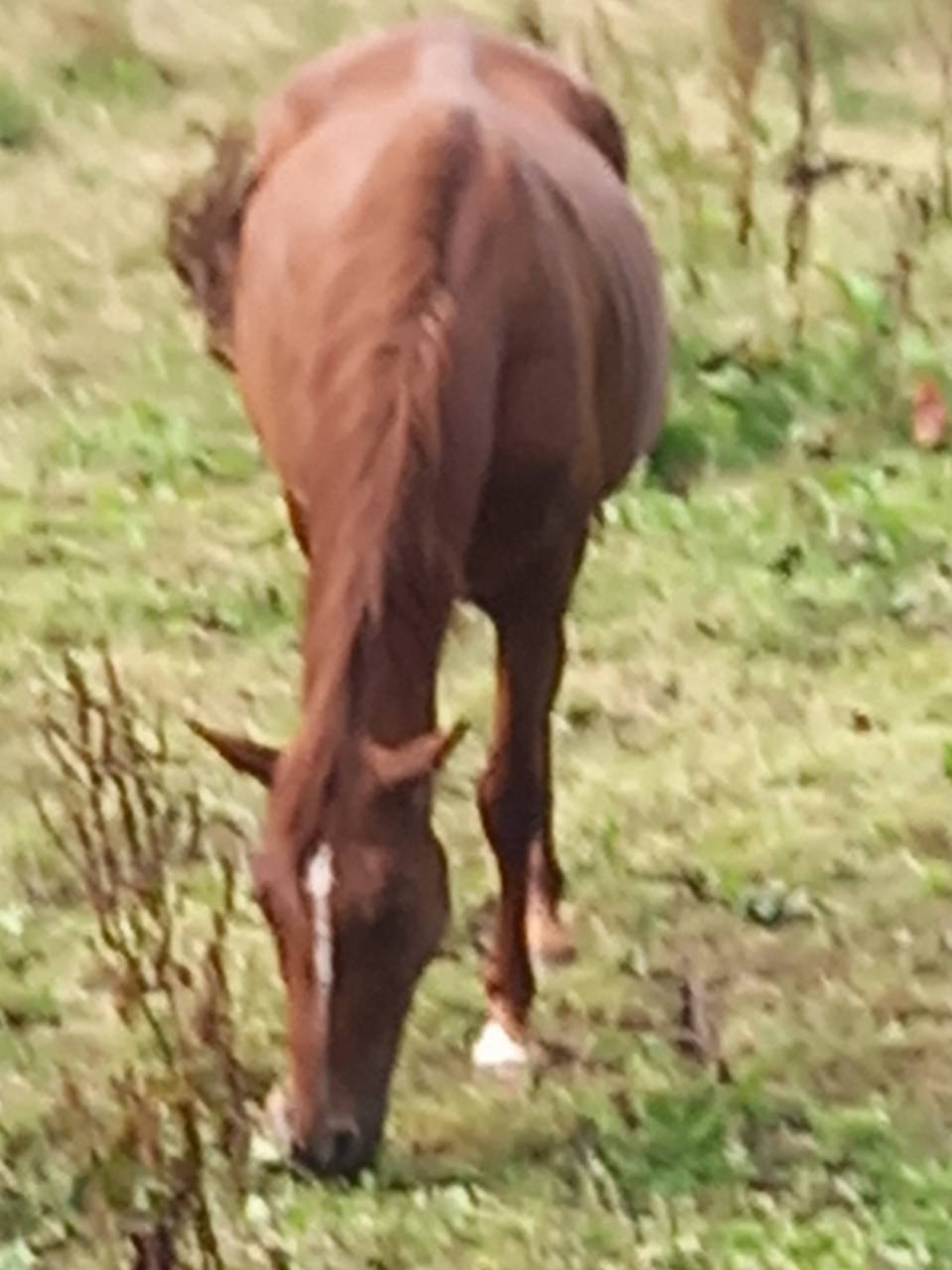 Mare Palomino For sale 2020 Chesnut