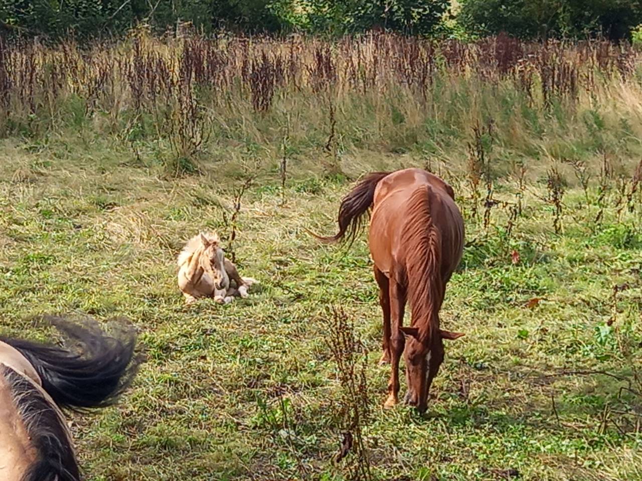 Mare Palomino For sale 2020 Chesnut
