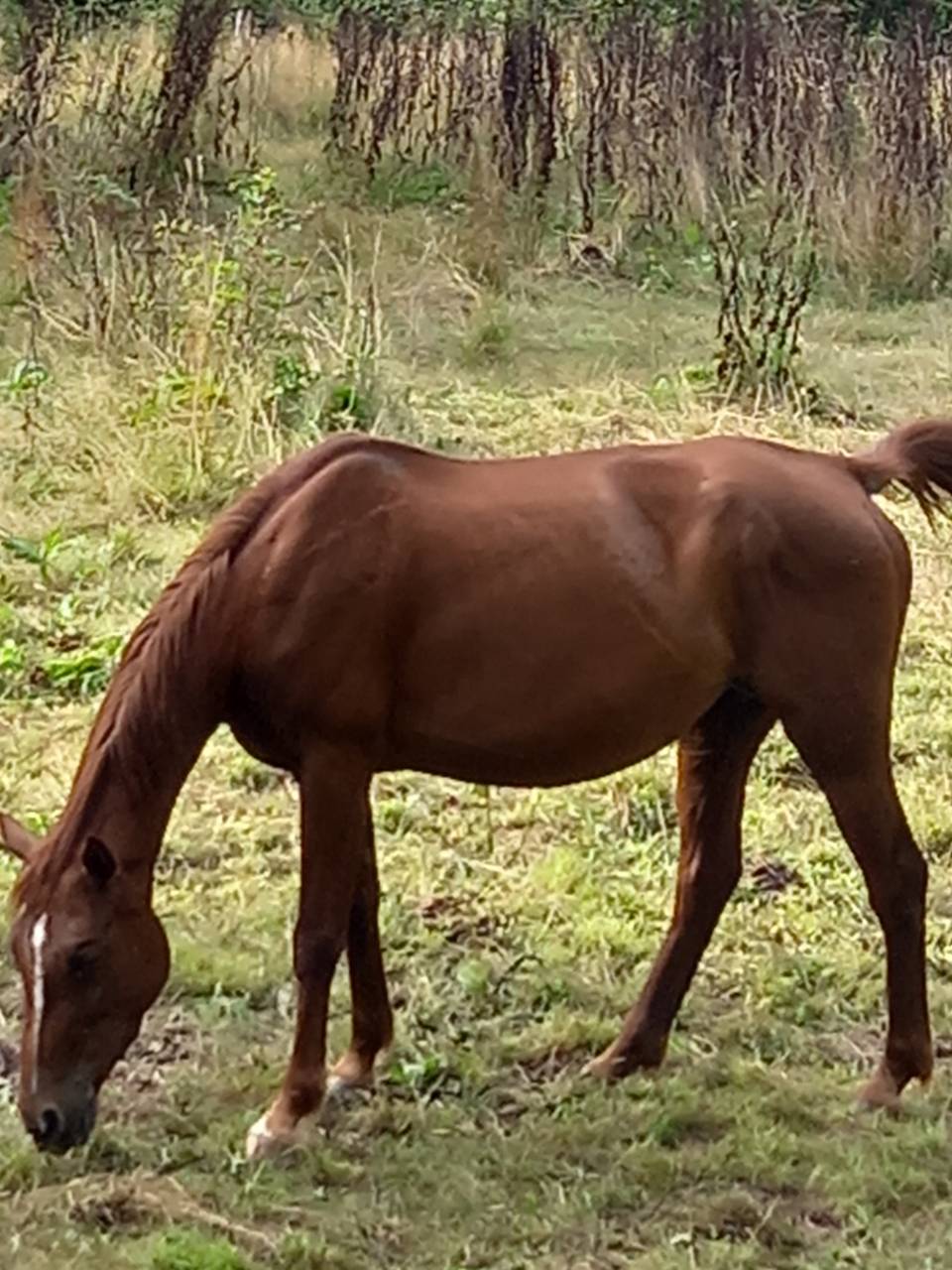 Mare Palomino For sale 2020 Chesnut