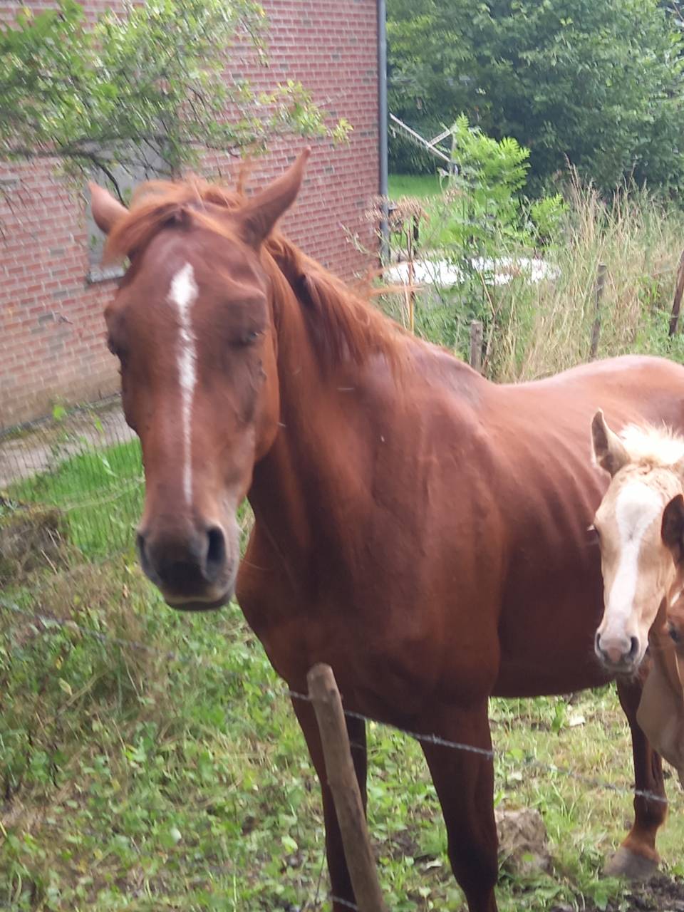 Mare Palomino For sale 2020 Chesnut