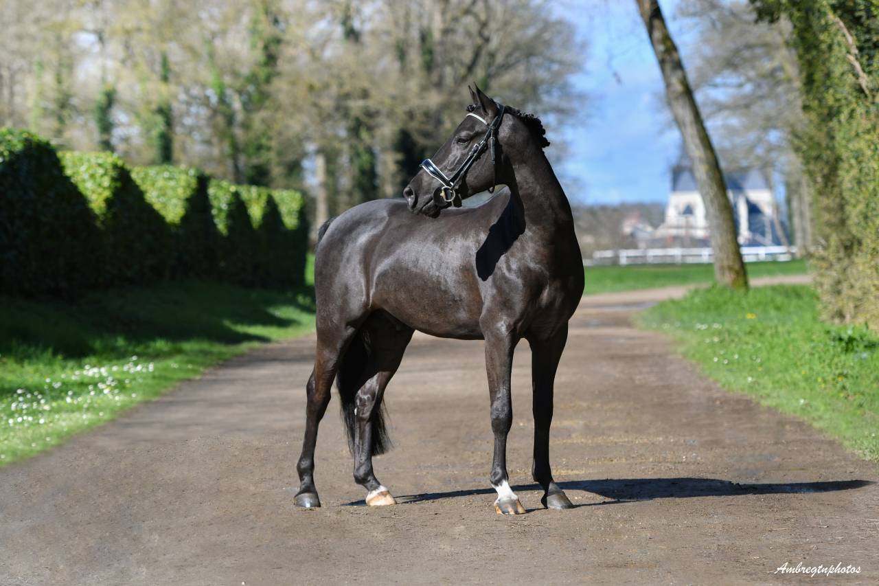 MERRIE MALACHIE  - New Forest 2019 by MERRIE MADHATTER