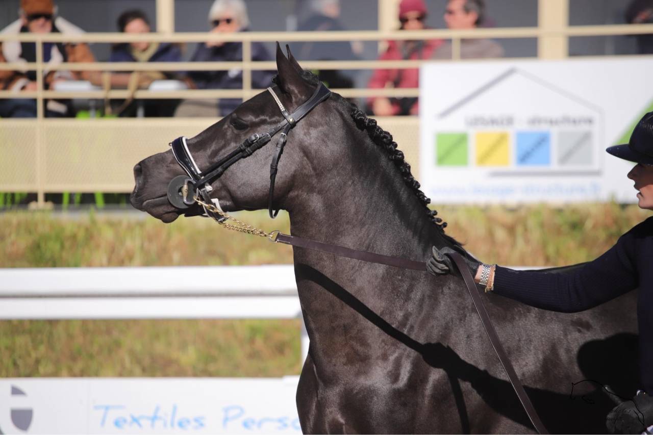 MERRIE MALACHIE  - New Forest 2019 by MERRIE MADHATTER