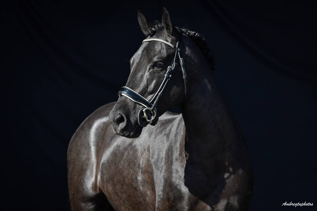 MERRIE MALACHIE  - New Forest 2019 by MERRIE MADHATTER