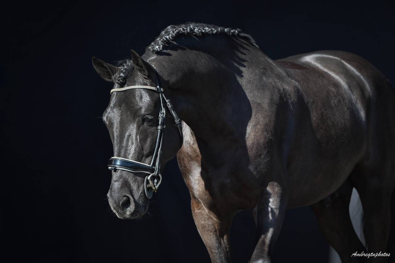 MERRIE MALACHIE  - New Forest 2019 by MERRIE MADHATTER