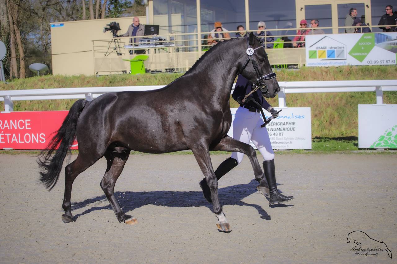 MERRIE MALACHIE  - New Forest 2019 by MERRIE MADHATTER