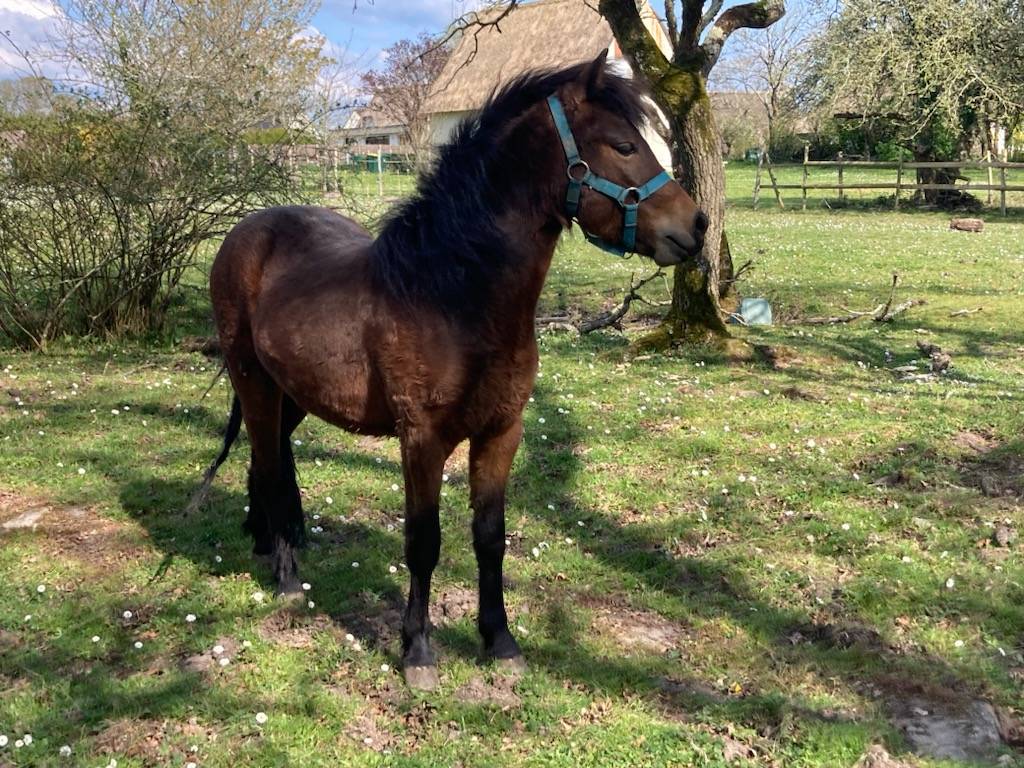 Gelding Dartmoor For sale 2023 Bay