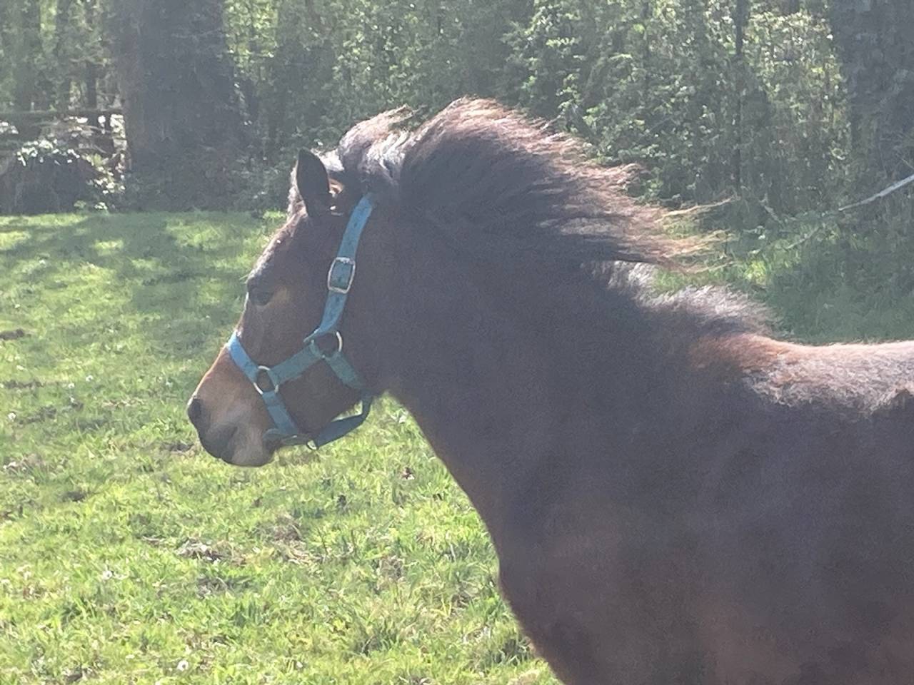 Gelding Dartmoor For sale 2023 Bay