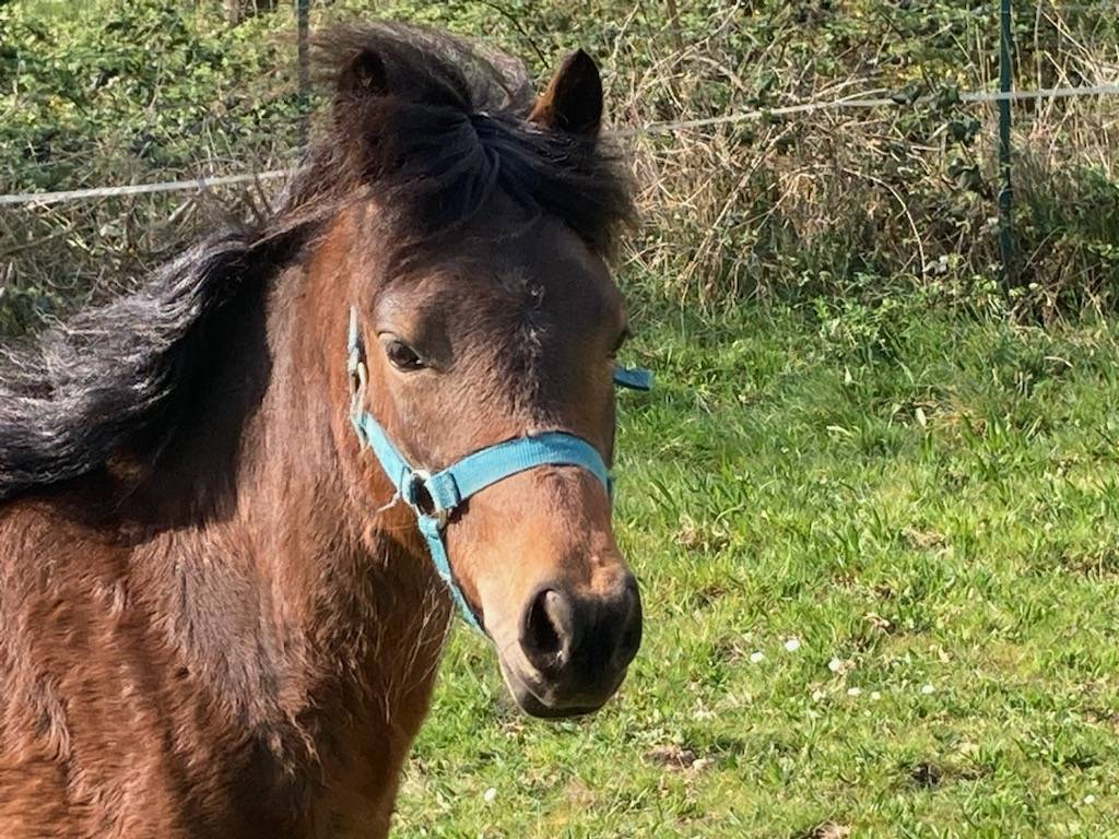 Gelding Dartmoor For sale 2023 Bay