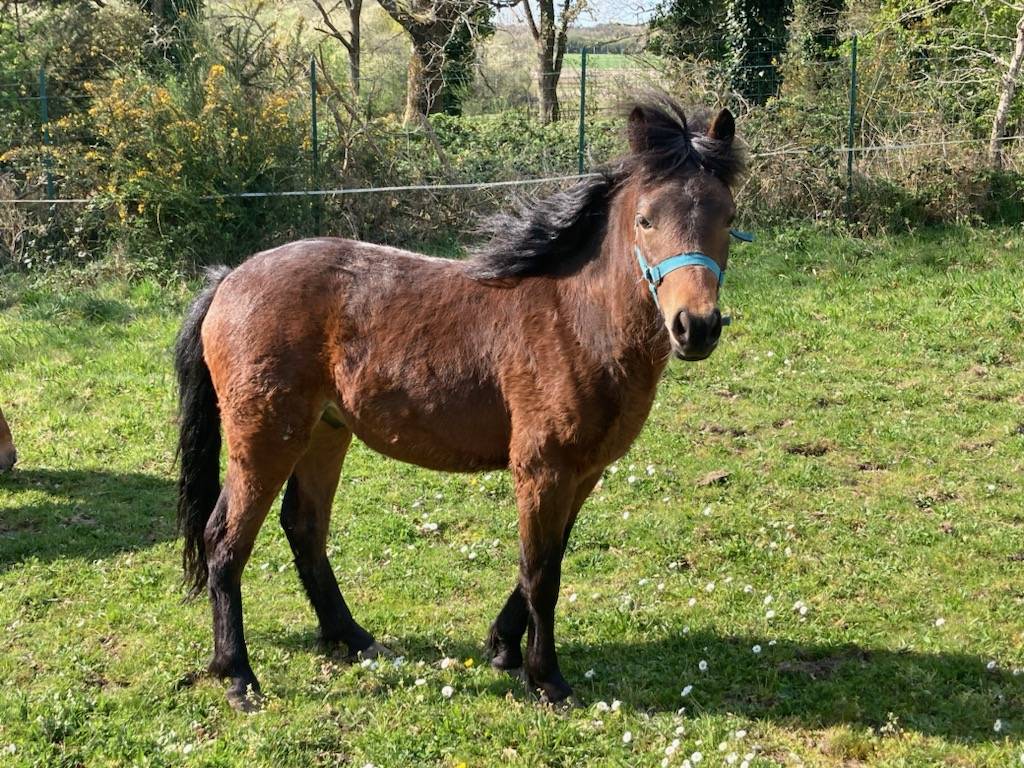 Gelding Dartmoor For sale 2023 Bay