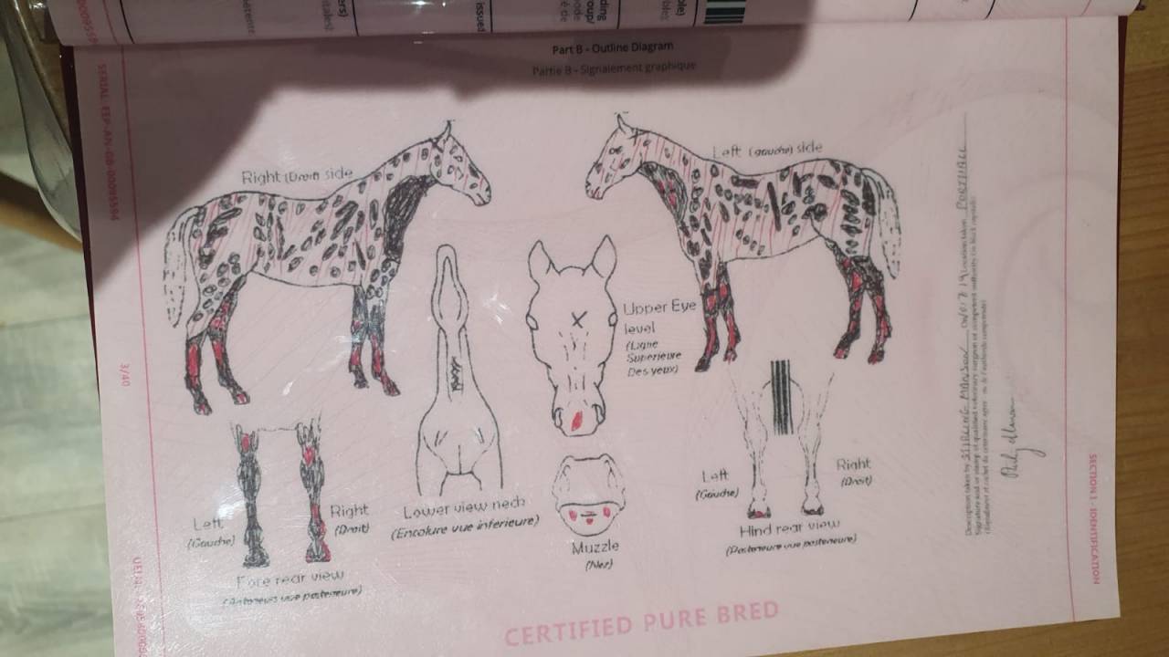 Gelding Appaloosa For sale 2019 Appaloosa