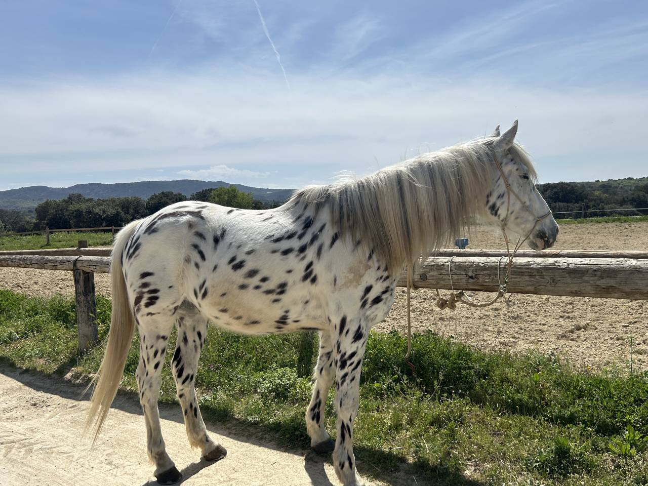 Gelding Appaloosa For sale 2019 Appaloosa