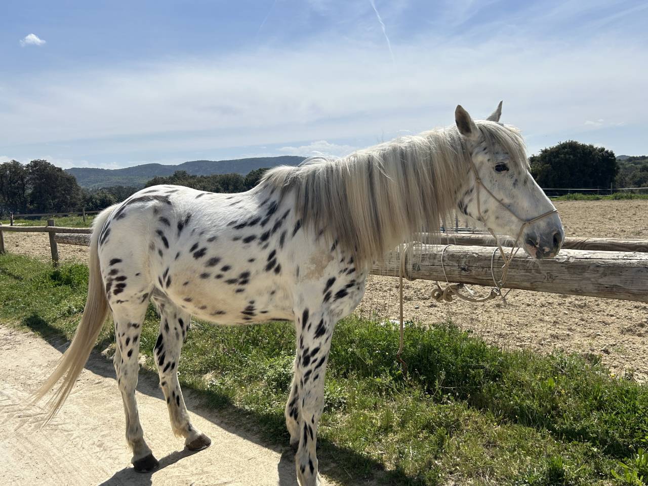 Gelding Appaloosa For sale 2019 Appaloosa