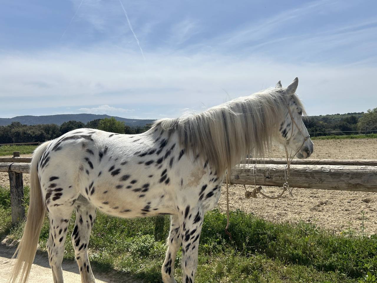 Gelding Appaloosa For sale 2019 Appaloosa
