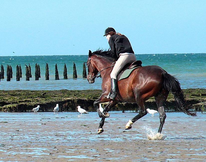 Luxurious equestrian property  Ile-et-Vilaine