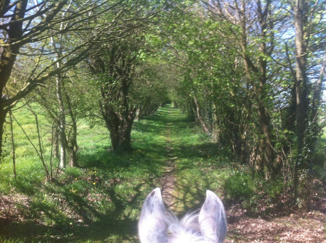 Luxurious equestrian property  Ile-et-Vilaine