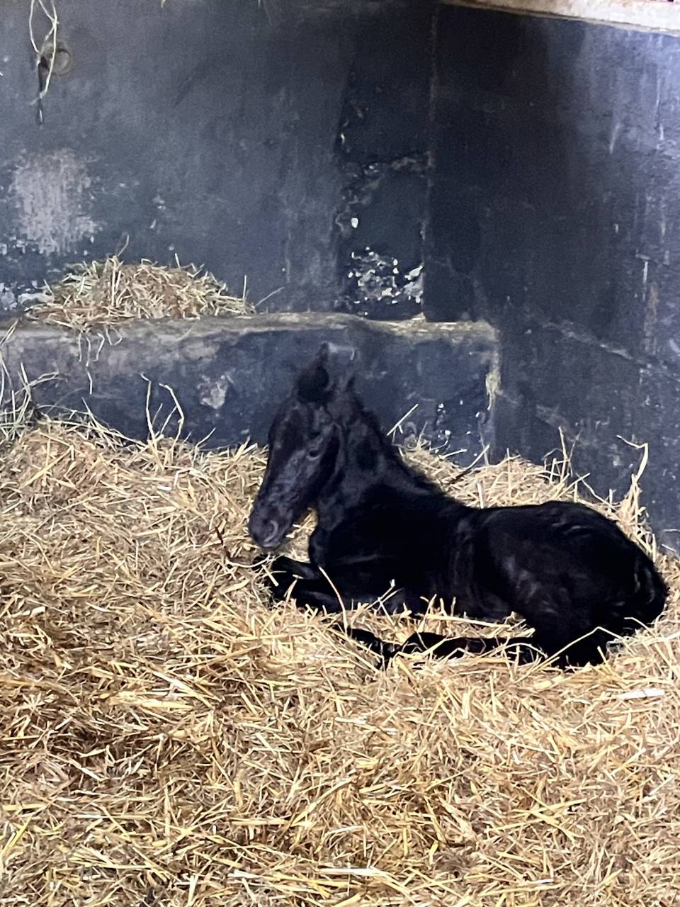 Filly Friesian For sale 2025 Black