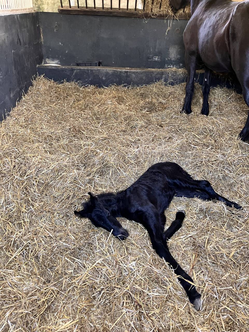 Filly Friesian For sale 2025 Black