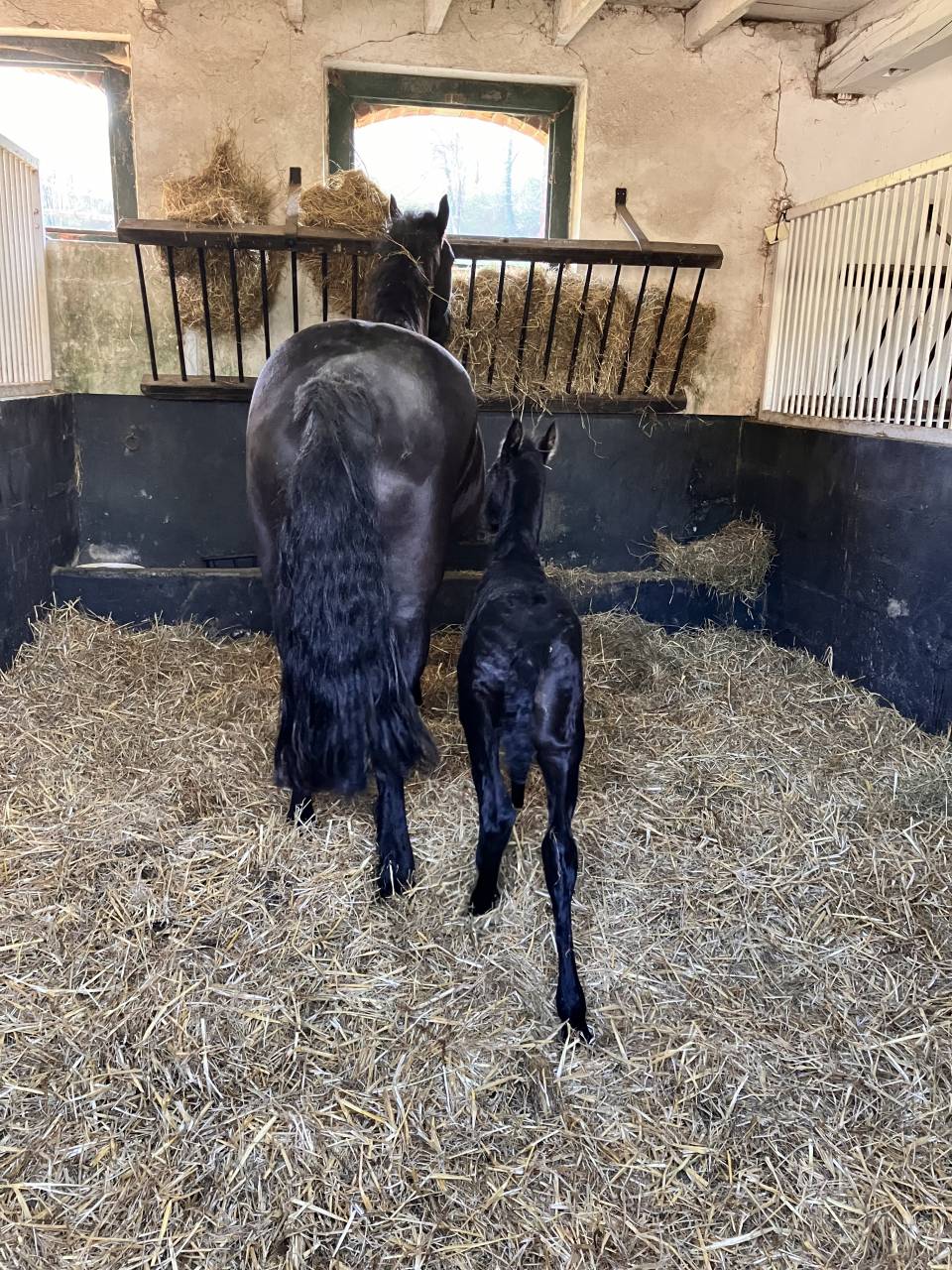 Filly Friesian For sale 2025 Black