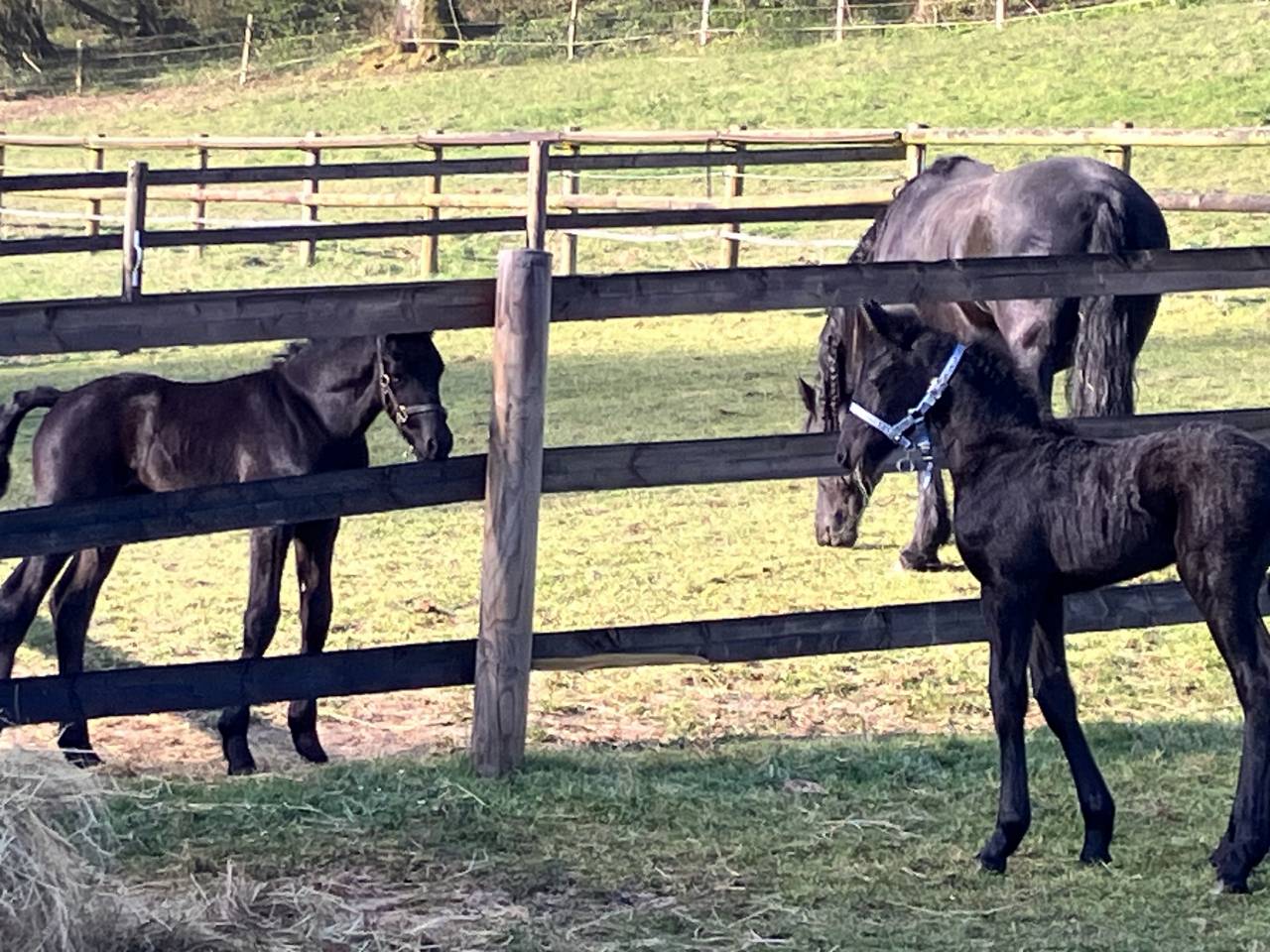 Filly Friesian For sale 2025 Black