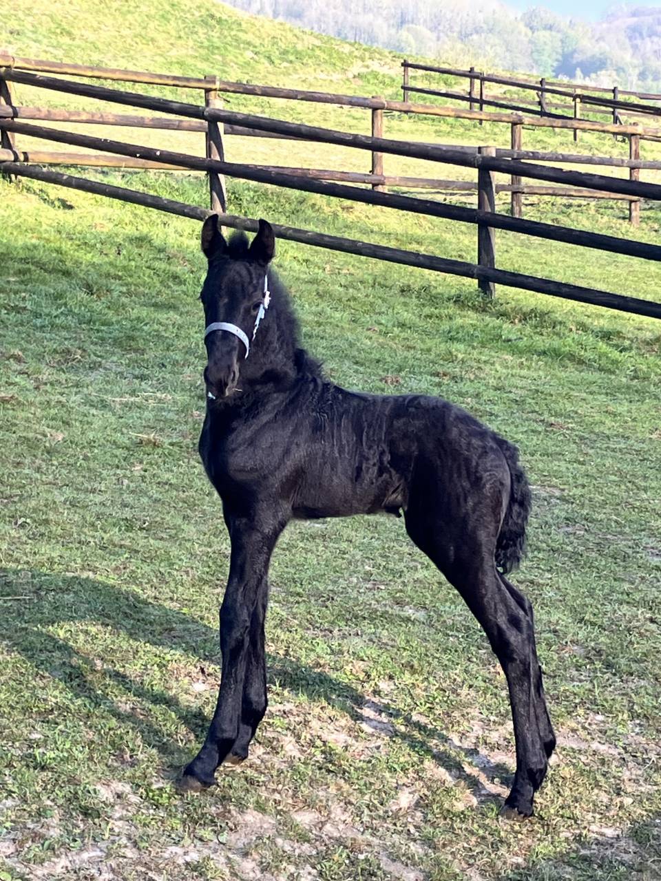 Filly Friesian For sale 2025 Black