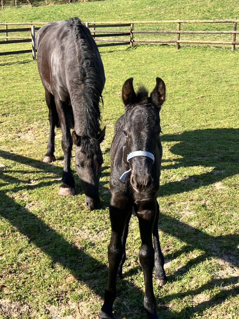 Filly Friesian For sale 2025 Black