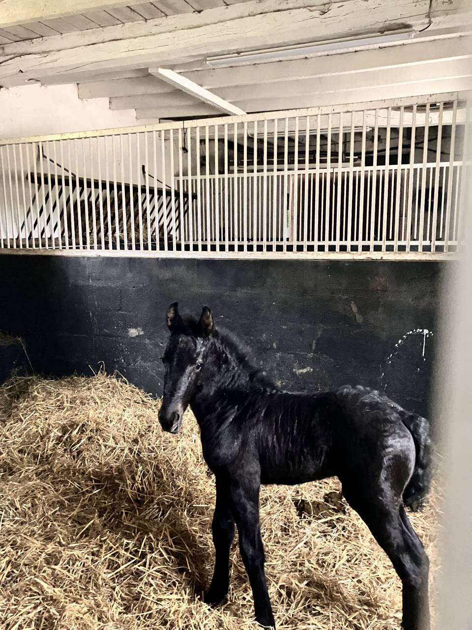 Filly Friesian For sale 2025 Black